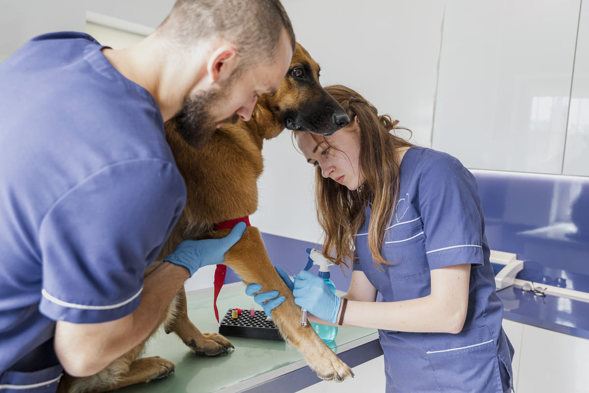 Profissionais realizam triagem veterinária em cão, avaliando a pata do animal com cuidado e atenção em ambiente clínico.